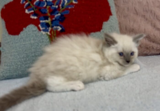 Rocky – Mitted Blue Colorpoint Male Ragdoll Kitten