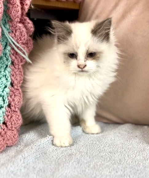McCallister – Seal Bicolor Male Ragdoll Kitten