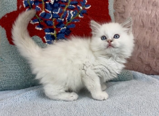 Maxwell – Mitted Blue Colorpoint Male Ragdoll Kitten