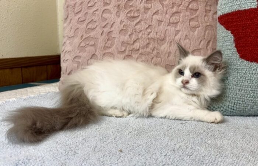 Frisco – Lilac Bicolor Male Ragdoll Kitten