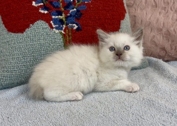 Luke – Mitted Blue Colorpoint Male Ragdoll Kitten