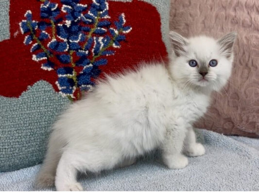 Josie – Mitted Blue Colorpoint Female Ragdoll Kitten