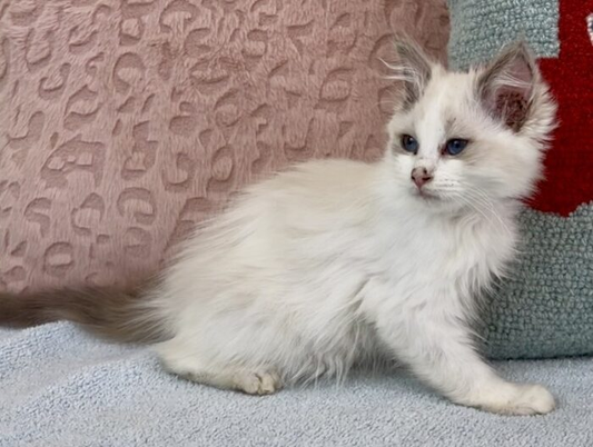 Jackie – Lilac Bicolor Female Ragdoll Kitten