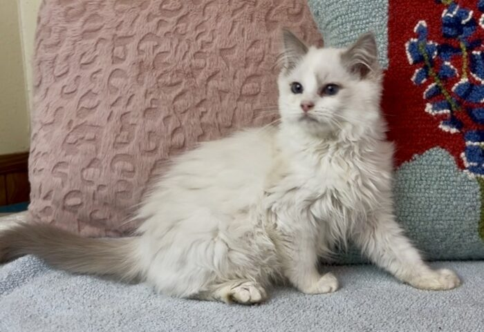 Roland – Lilac Bicolor Male Ragdoll Kitten