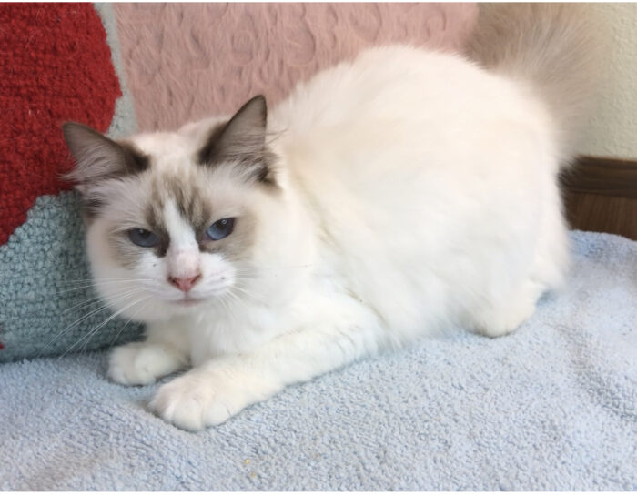 Roland – Lilac Bicolor Male Ragdoll Kitten