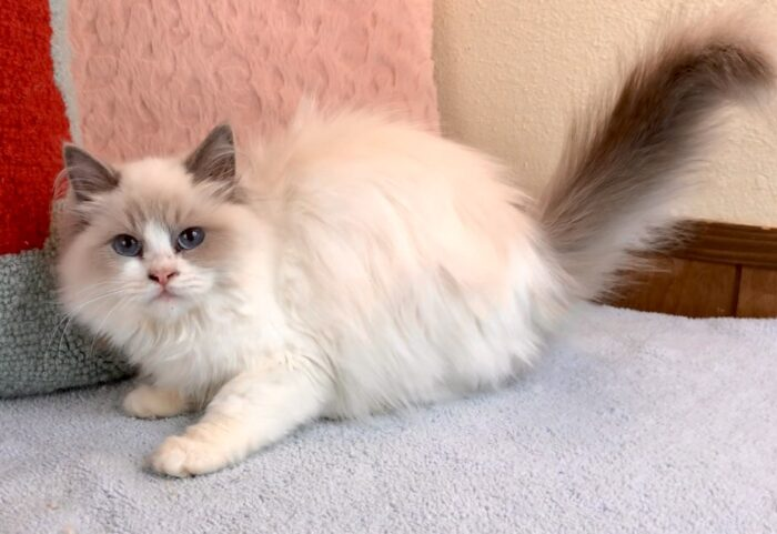 Missy – Lilac Bicolor Female Ragdoll Kitten