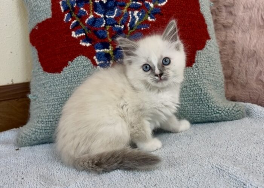 Julia – Mitted Blue Colorpoint Female Ragdoll Kitten